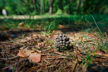 cones in the forest