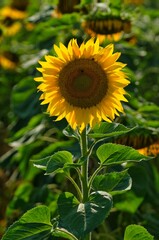 sunflower in the field