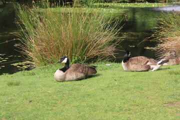country goose on a grass