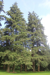 pine tree in the forest