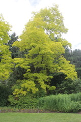 Obraz premium trees in the park