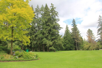 Fototapeta premium trees in the garden