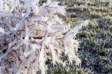 winter landscape