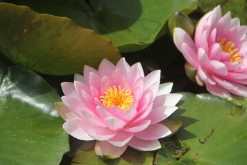 pink water lilies