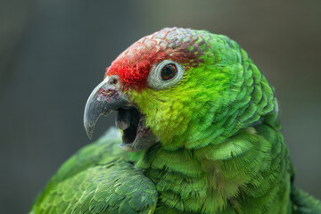 Portrait of a Lilacine Amazon (Amazona autumnalis lilacina)