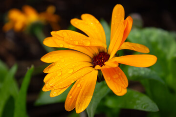 orange flower, flower, dew, petals,