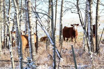 Cattle grazing in a field with a wooded tree area.