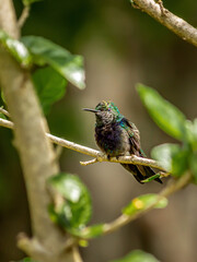 Pássaro beija-flor verde