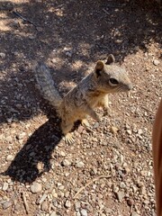 Squirrel at the Grand Canyon