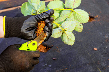 Strawberry bush is prepared for planting by gardener wearing gloves who removes excess roots with scissors.