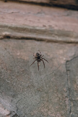 Spider