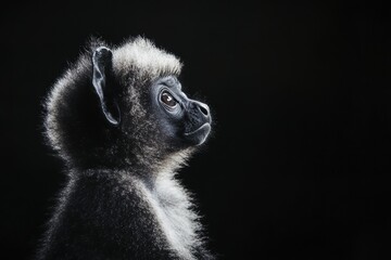 Obraz premium the beside view baby Indri primate standing, left side view, low angle, white copy space on right, Isolated on black Background