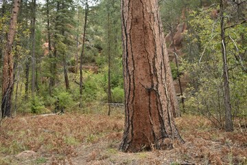 A large red bark tree trunk
