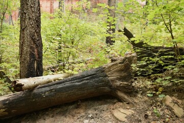 A fallen charred tree in the forest