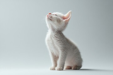 the beside view baby Cornish Rex cat standing, left side view, low angle, white copy space on right, Isolated on White Background
