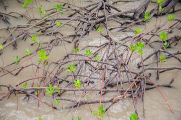 Mangrove forests on the seaside indicate the richness of nature.