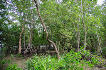 Mangrove forests on the seaside indicate the richness of nature.