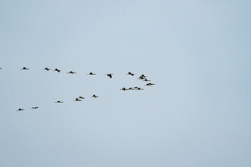Wood-stork flock flying overhead in V formation