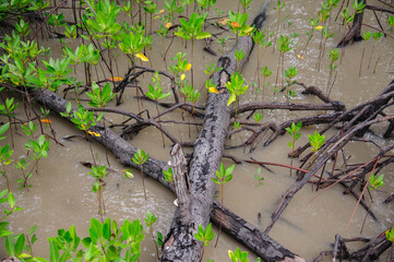 Mangrove forests on the seaside indicate the richness of nature.