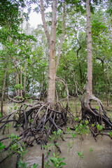 Mangrove forests on the seaside indicate the richness of nature.