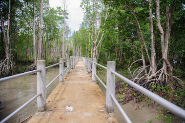 Concrete sidewalk for walking through the nature of the mangrove forest.