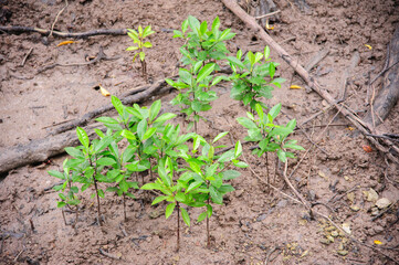 Mangrove forests on the seaside indicate the richness of nature.