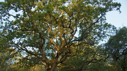 A Mystical Forest with Twisted Branches and Sunlight Filtering Through the Leaves, Creating a Calm and Meditative Landscape. Ideal for Forest Photography, Landscape Shoots, and Nature Videography.