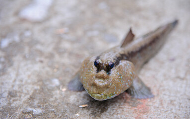 Mudskipper on the ground