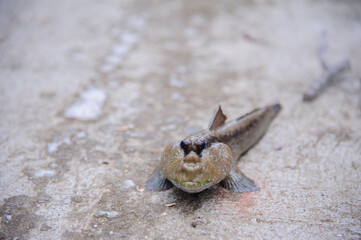 Mudskipper on the ground