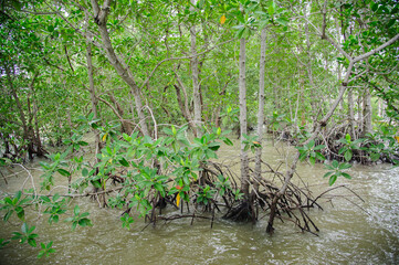 Mangrove ecosystem, mangrove trees, Thailand