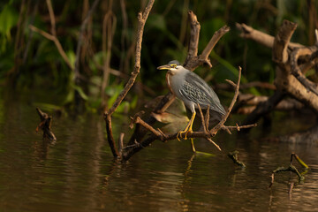 Striated heron on edge of river