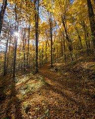 Obraz premium Forest trail with autumn orange and yellow fallen leaves and early morning sunlight through the trees