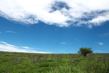夏空と広大な草原