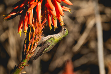 Colibrí o picaflor en vuelo
