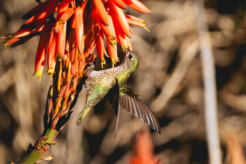 Colibrí o picaflor en vuelo © Pauliriose Fotos