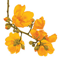 Cochlospermum religiosum​ flower hand drawn vector illustrations. Botanical floral hand drawn element.