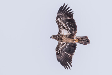 Bald eagle juvenile flying against overcast sky 3