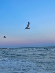 Seagull Flying over the Sea