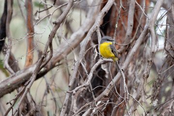 Eastern Yellow Robin