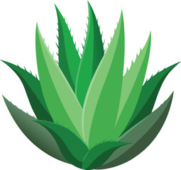 realistic set of aloe vera no background