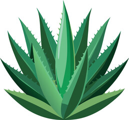 realistic set of aloe vera no background