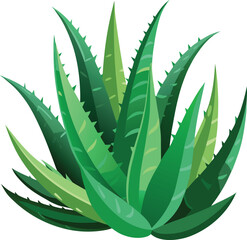 realistic set of aloe vera no background