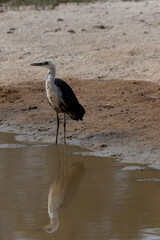 White Necked Heron