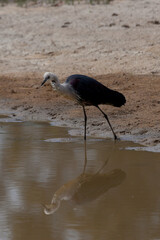 White Necked Heron