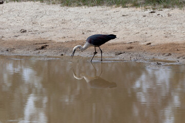 White Necked Heron