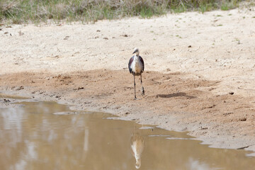 White Necked Heron