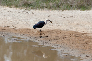 White Necked Heron