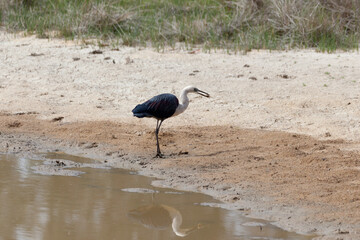White Necked Heron
