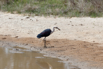 White Necked Heron