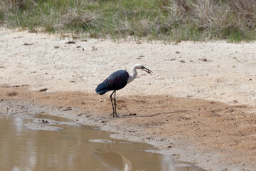 White Necked Heron